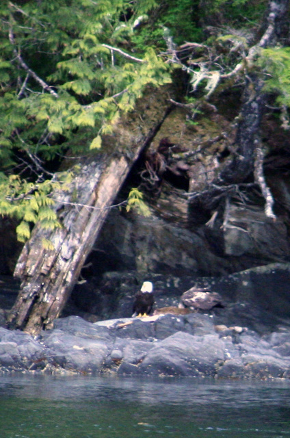 Day 4: Bald Eagle on the Rocks