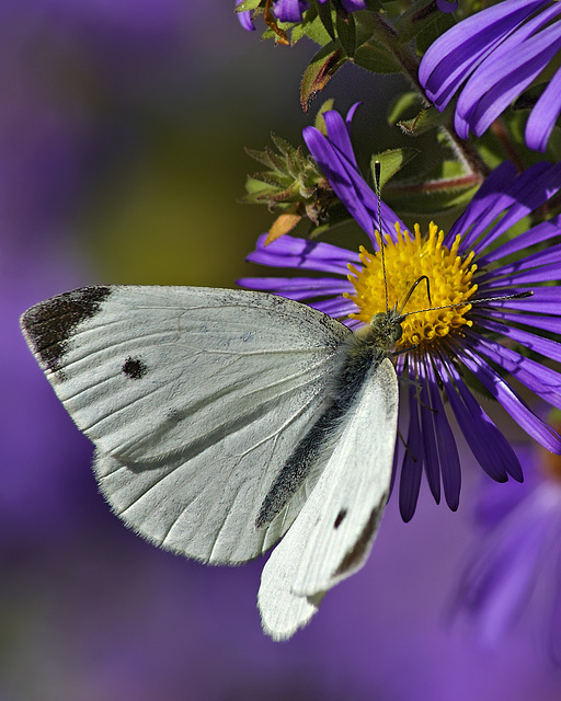 Purple Nectar