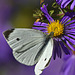 Purple Nectar