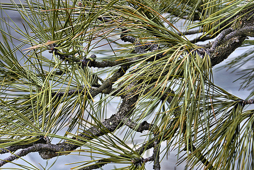 Bonsai Ponderosa Pine #1 – National Arboretum, Washington D.C.