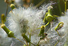 Fantastic Fluff – Kenilworth Aquatic Gardens, Washington, D.C.