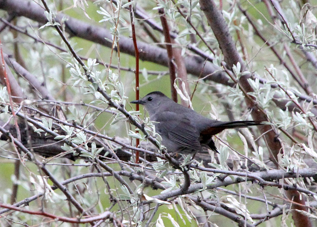 Gray Catbird