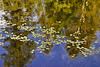 The Reflected Forest – Petit Lac Long, Lantier, Québec