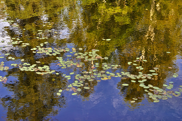 The Reflected Forest – Petit Lac Long, Lantier, Québec