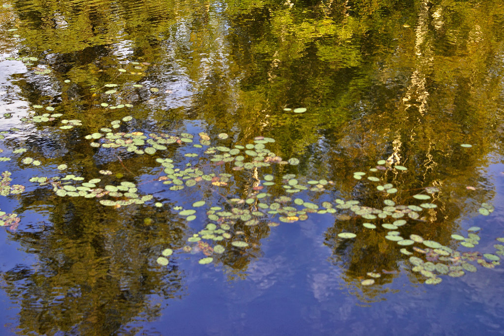 The Reflected Forest – Petit Lac Long, Lantier, Québec