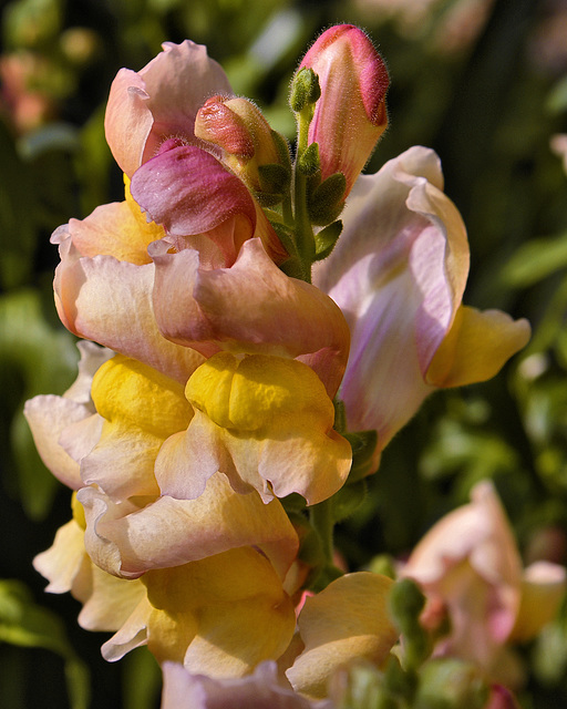 Maryland Gold Bronze – Brookside Gardens