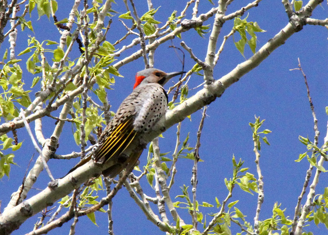 Yellow-Shafted Flicker