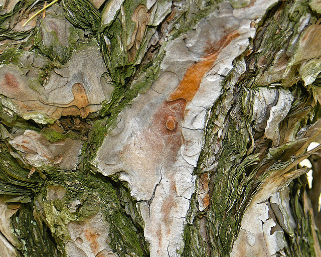 Japanese Red Pine Bark – National Arboretum, Washington D.C.
