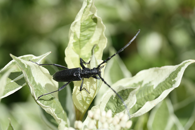 insecte ?????