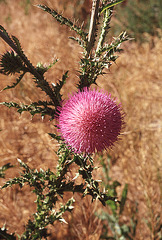 Spiny Desert Flower