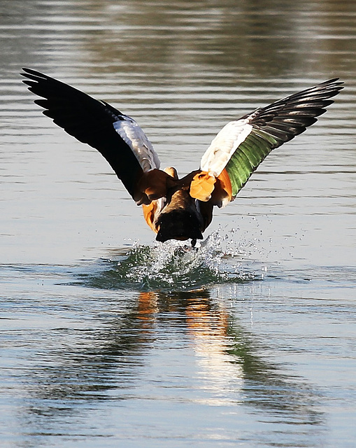 Nilgans