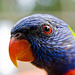 Lorikeet portrait