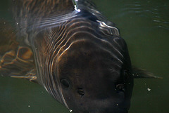 Valmont Reservoir Fish