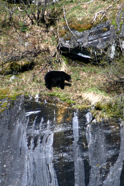 Day 7: Black Bear Close-up