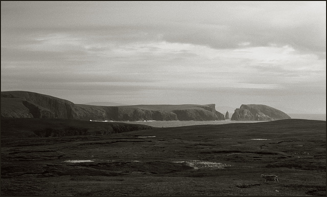 Shetland series