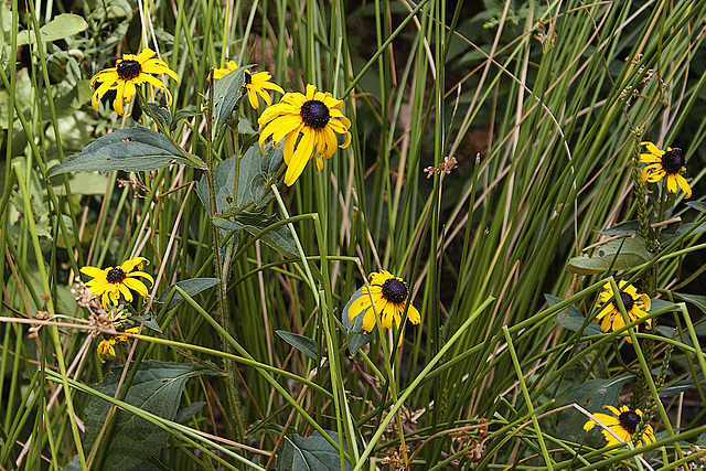 Maryland's State Flower