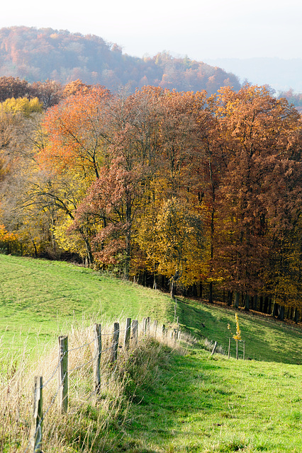 Herbstspaziergang - 121117