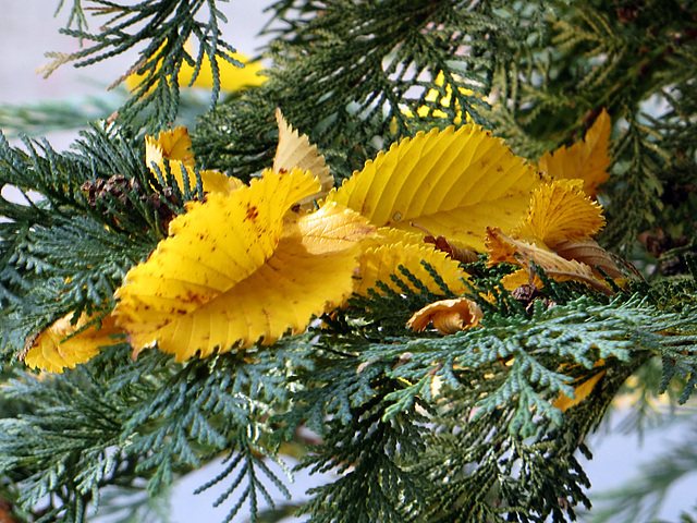 Herbst - Zwischenlager