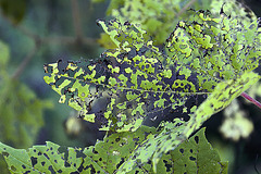 The Very Hungry Caterpillar Was Here – Coaticook, Québec