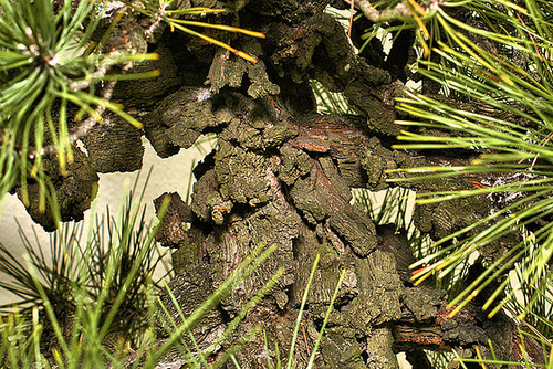 Bonsai Corkback Japanese Black Pine – National Arboretum, Washington D.C.