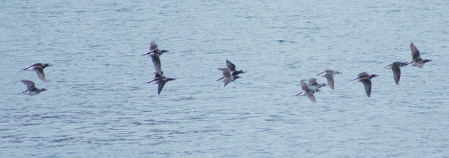 Day 9: Long-Tailed Ducks