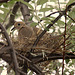 Mourning Dove on Nest