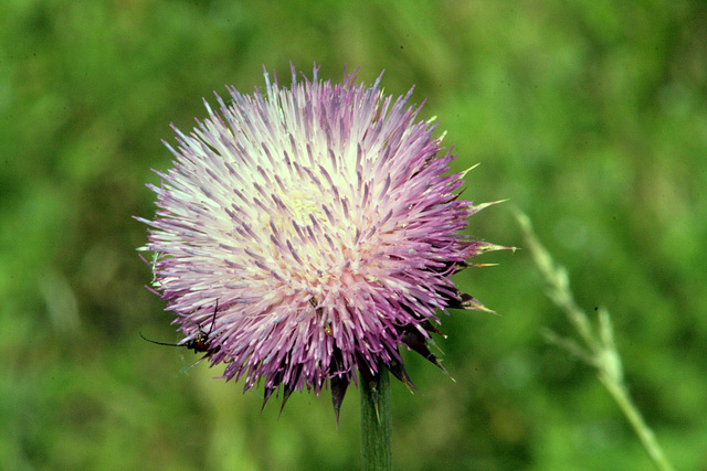 Musk Thistle