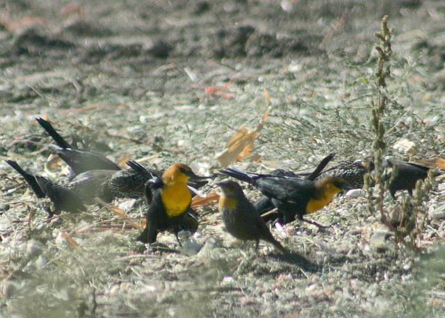 Yellow-Headed Blackbirds