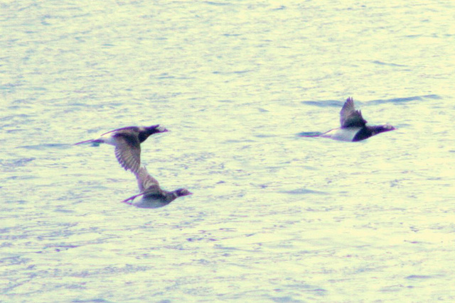 Day 9: Long-Tailed Ducks