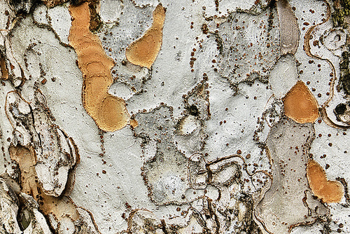 Bonsai Chinese Elm Bark – National Arboretum, Washington D.C.