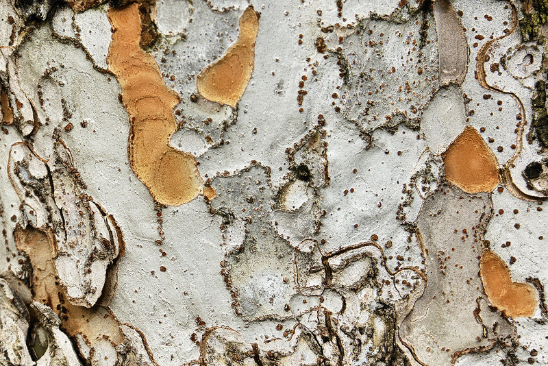 Bonsai Chinese Elm Bark – National Arboretum, Washington D.C.