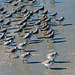 Beach birds (1)