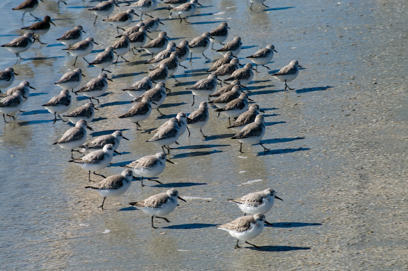 Beach birds (1)