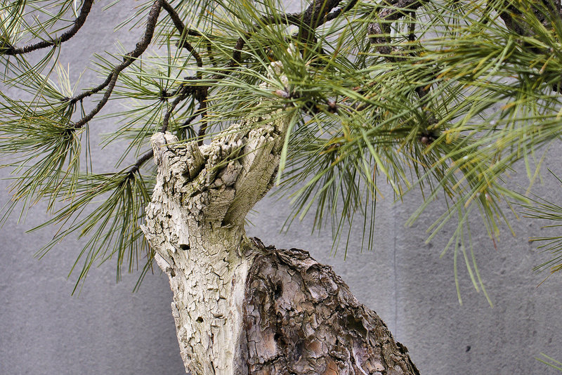 Bonsai Ponderosa Pine #2 – National Arboretum, Washington D.C.