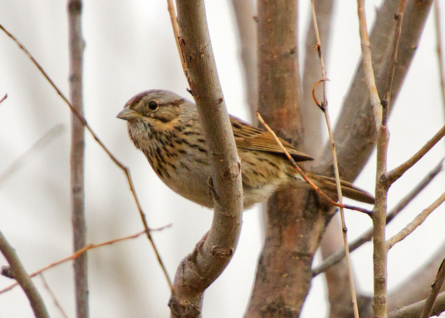 Lincoln's Sparrow (Melospiza lincolnii)