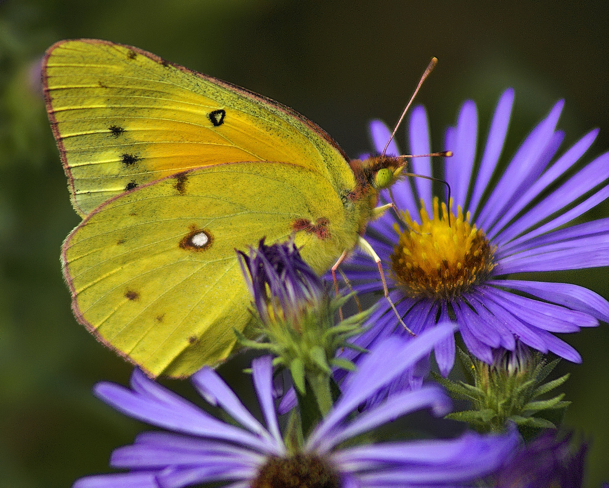 Orange Sulphur