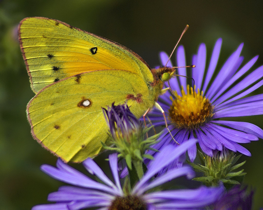 Orange Sulphur