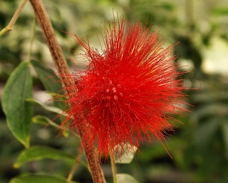Red Powderpuff