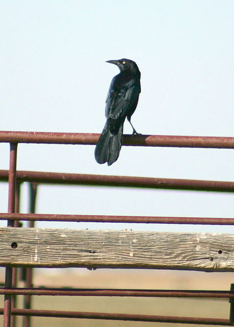 Great Tailed Grackle