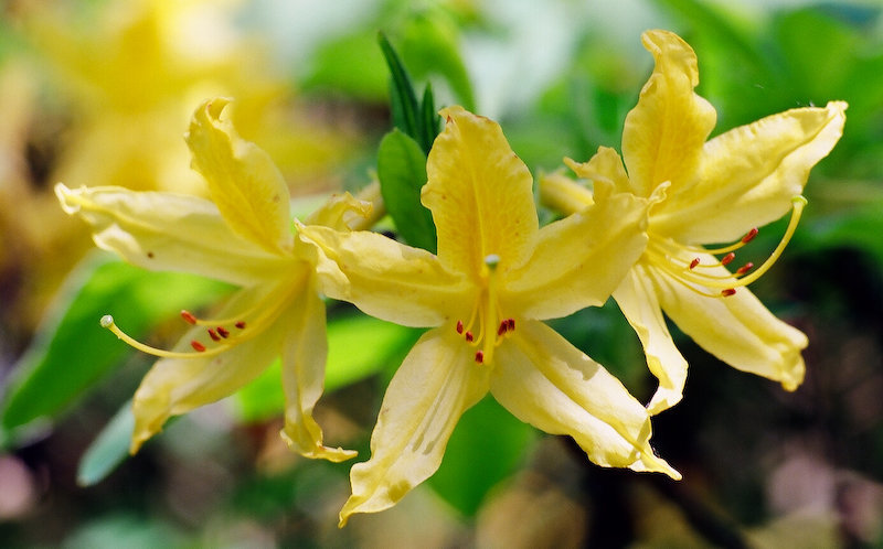 Rhododendron (3)