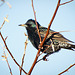 European/Common Starling  (Sturnus vulgaris)