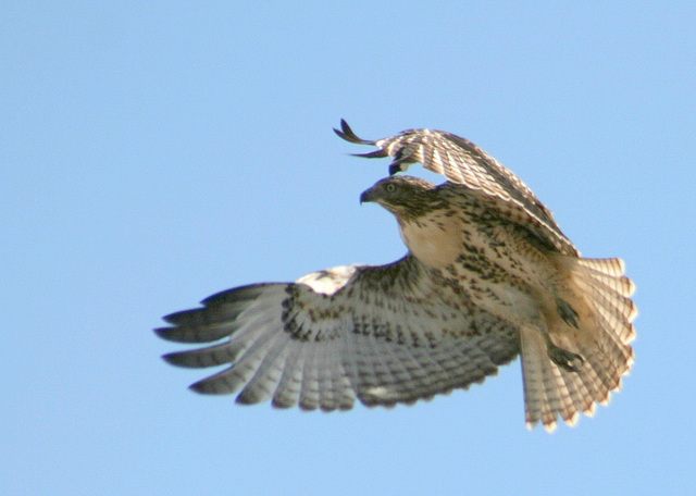 Red-Tailed Hawk