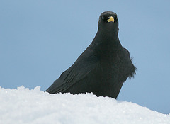 Alpendohle