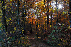 Herbstspaziergang - 121117