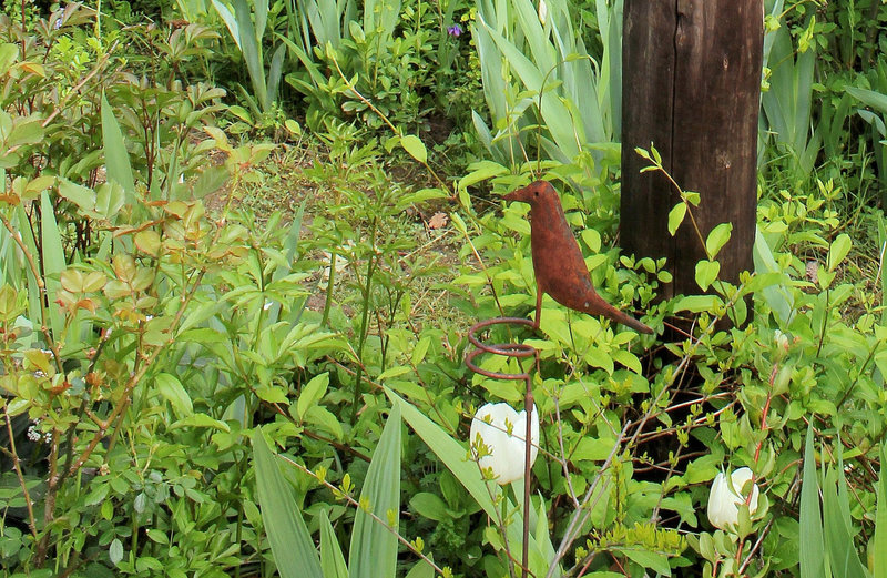 oiseau