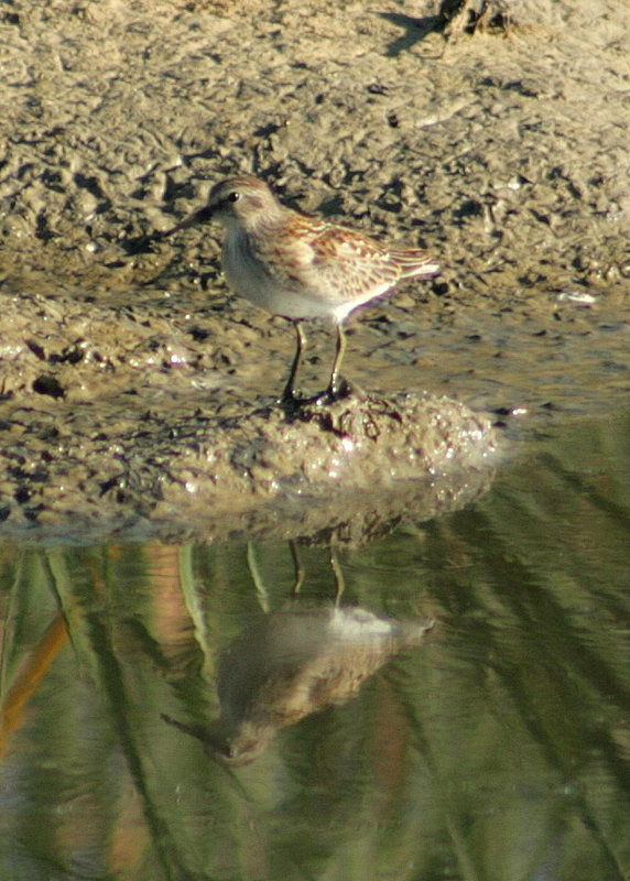 Least Sandpiper