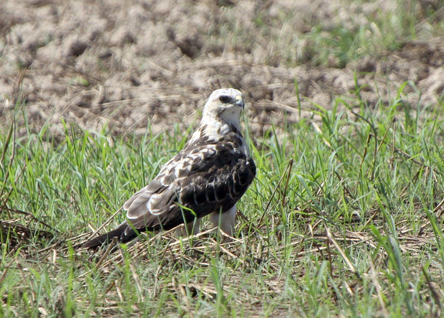 Juvenile Light-Morph Swainson's Hawk