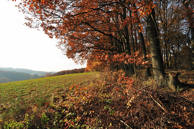 Herbstspaziergang - 121117