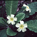 Primroses