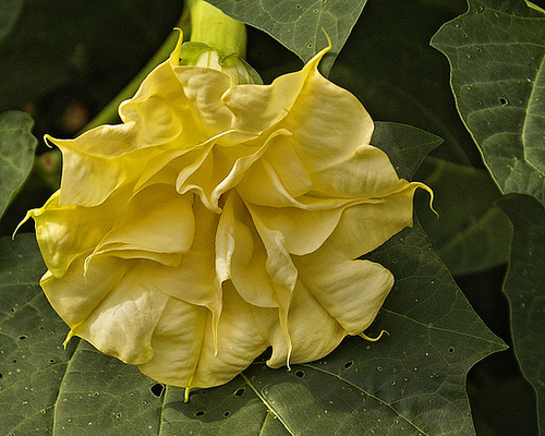 Mellow Yellow